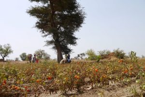 hand-fuer-afrika-landwirtschaftsprojekt-scaled
