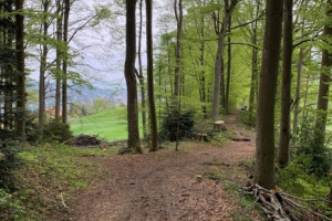 menzlenwald-solituede-fruehling-2019-3